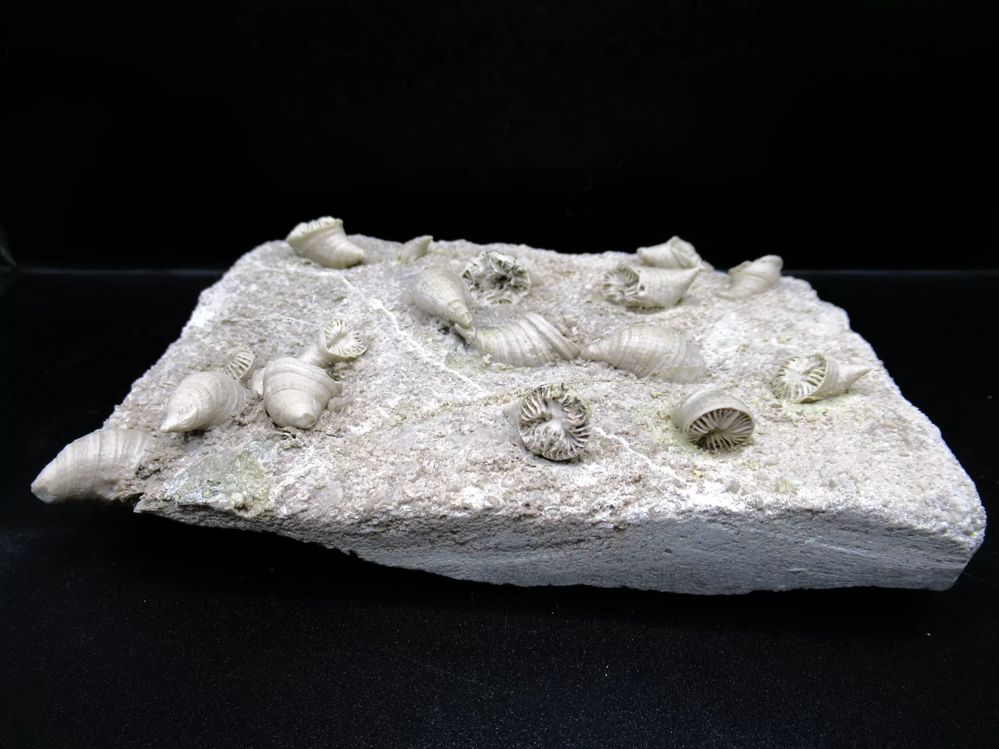 Arkansas Mississippian Neozaphrentis Coral 8a | Fossils for Sale