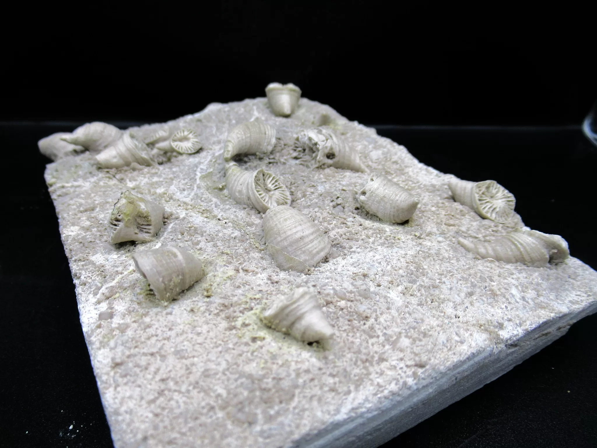 Arkansas Mississippian Neozaphrentis Coral 8b | Fossils for Sale