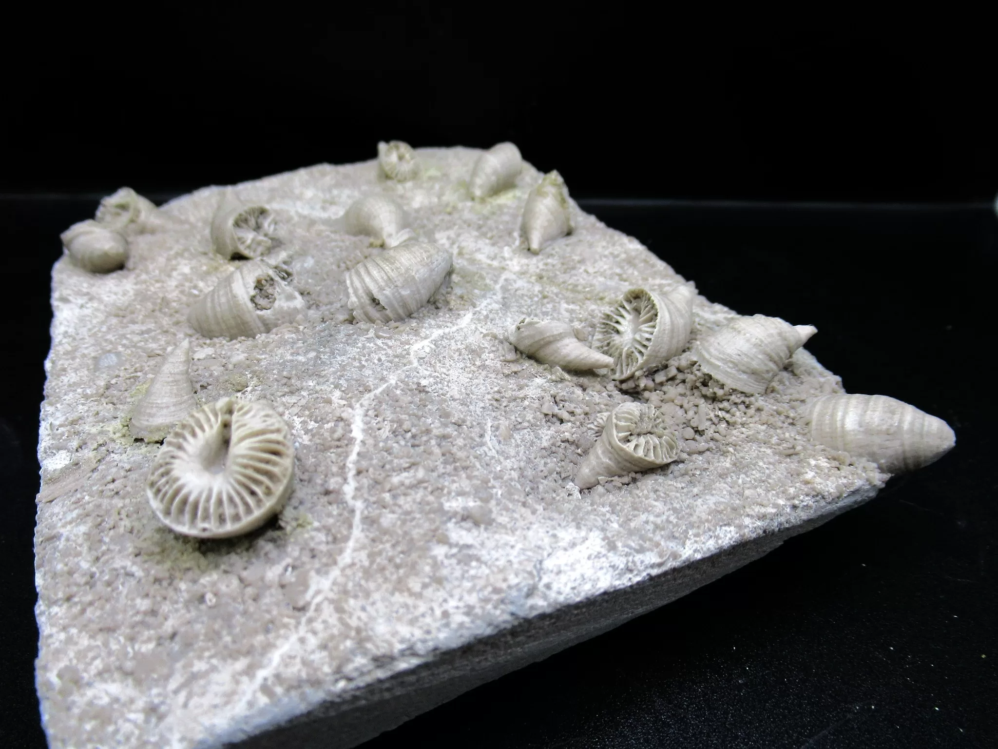 Arkansas Mississippian Neozaphrentis Coral 8c | Fossils for Sale
