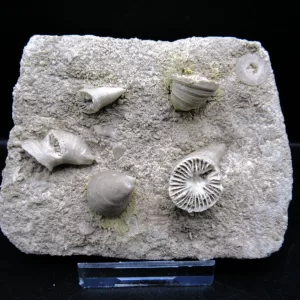 Arkansas Horn Coral Fossils for Sale #9