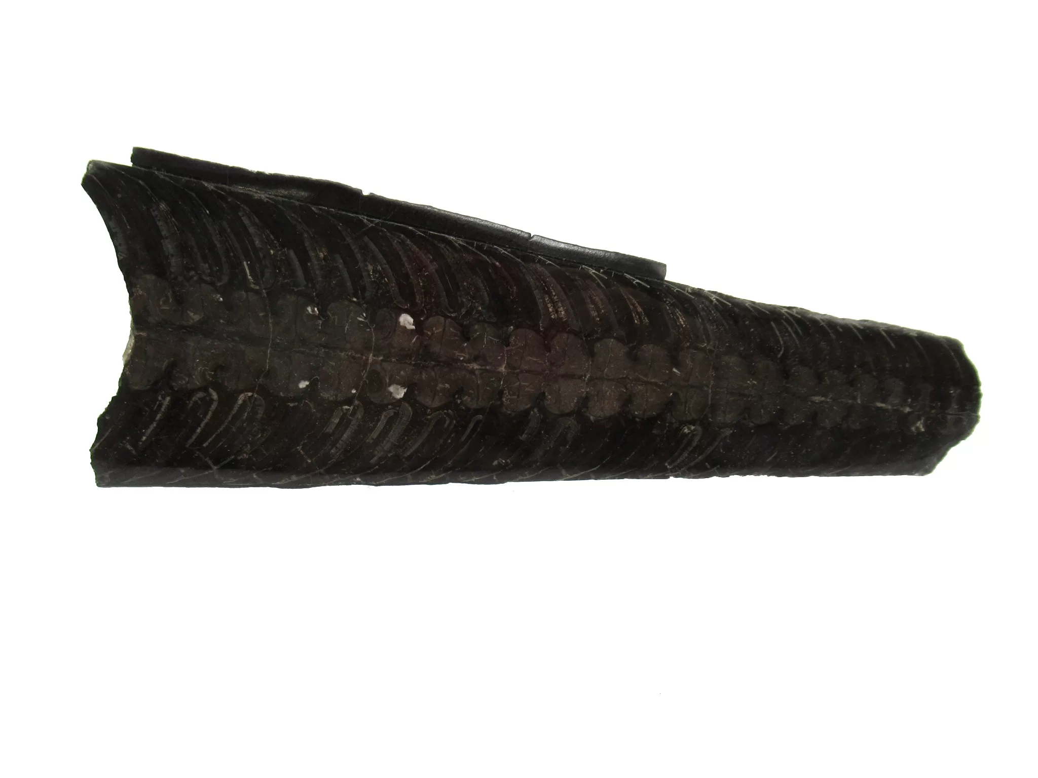 Arkansas Mississippian Rayonnoceras Cephalopod 2 | Fossils for Sale Genuine Mississippian Age Rayonnoceras Cephalopod From Arkansas For Sale #2