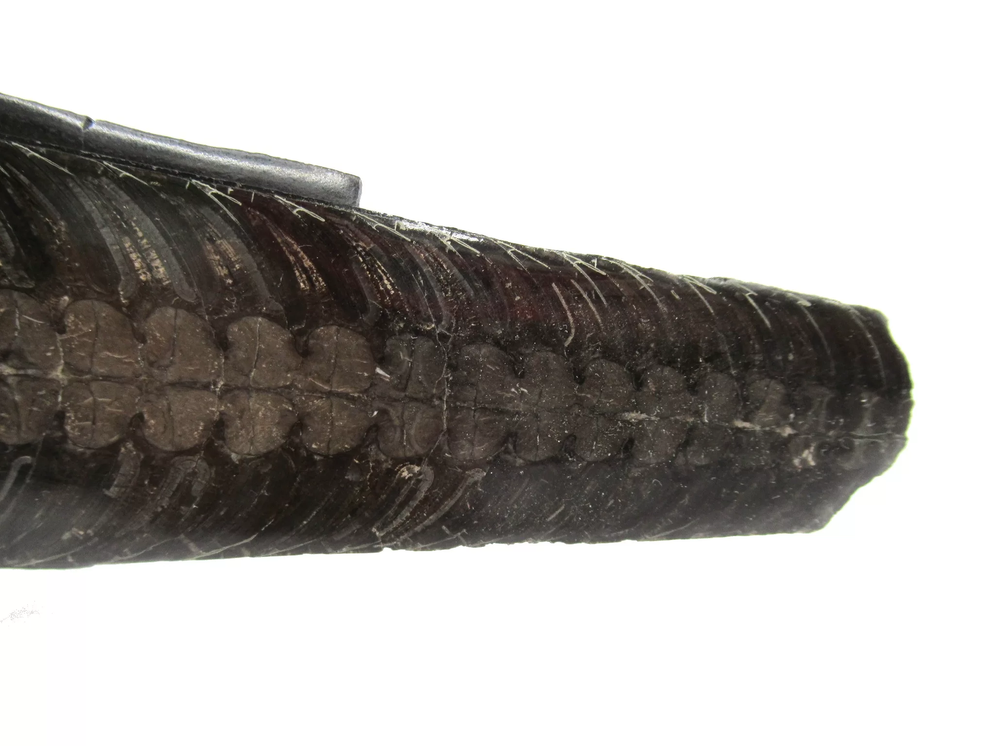 Arkansas Mississippian Rayonnoceras Cephalopod 2a | Fossils for Sale Genuine Mississippian Age Rayonnoceras Cephalopod From Arkansas For Sale #2a