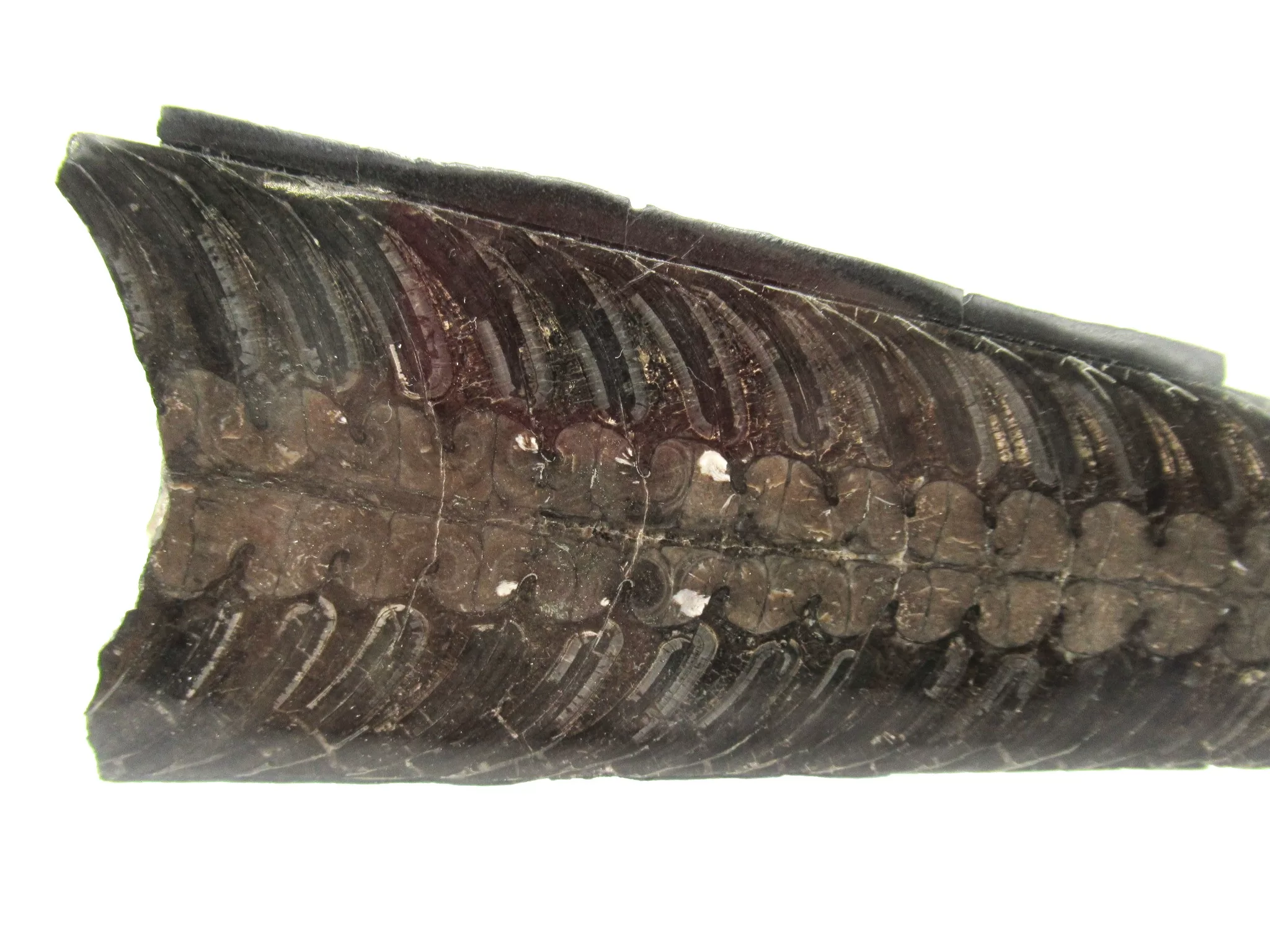 Arkansas Mississippian Rayonnoceras Cephalopod 2b | Fossils for Sale Genuine Mississippian Age Rayonnoceras Cephalopod From Arkansas For Sale #2b