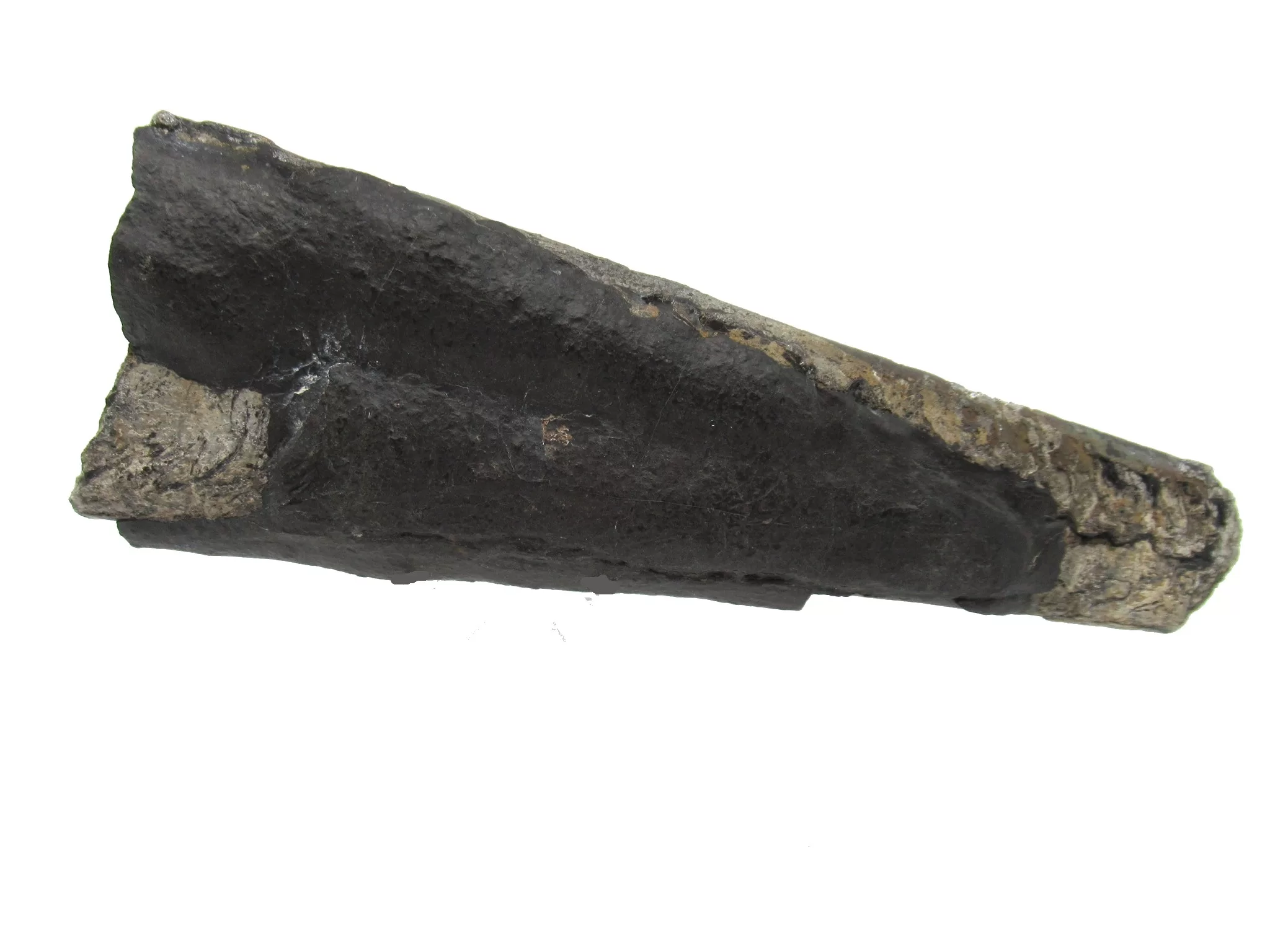 Arkansas Mississippian Rayonnoceras Cephalopod 2c | Fossils for Sale Genuine Mississippian Age Rayonnoceras Cephalopod From Arkansas For Sale #2c