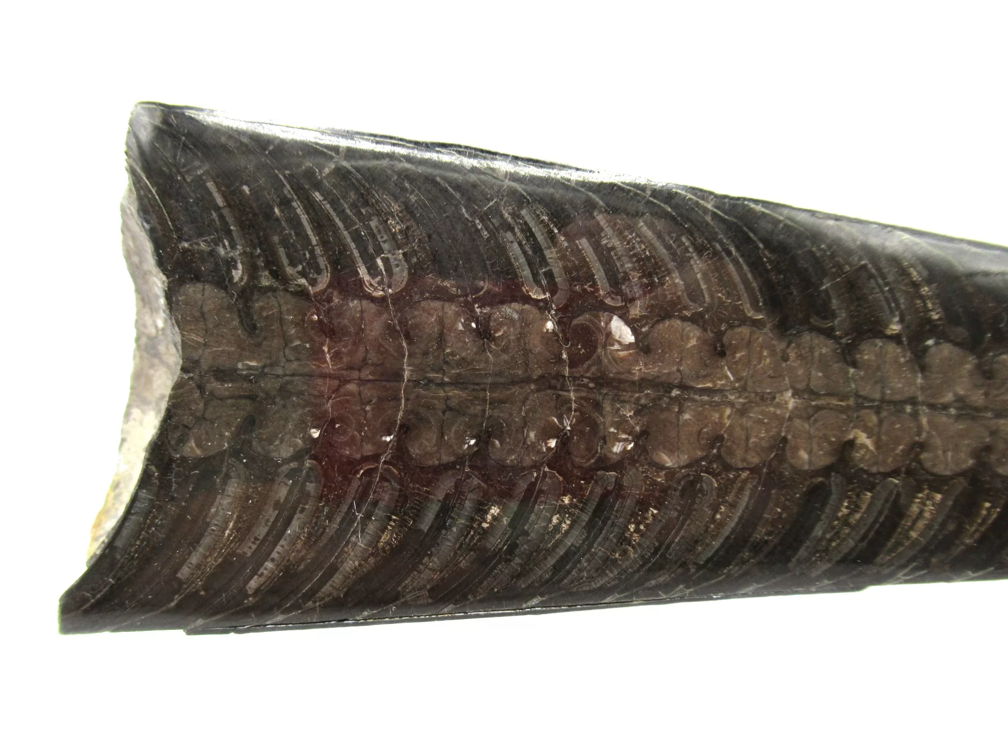 Arkansas Mississippian Rayonnoceras Cephalopod 3b | Fossils for Sale Genuine Mississippian Age Rayonnoceras Cephalopod From Arkansas For Sale #3b