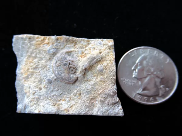 Genuine Ordovician Age Isorophusella Edrioasteroid From Canada For Sale #1