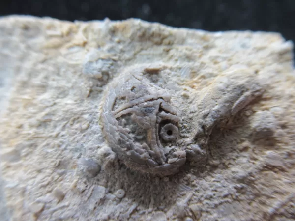 Genuine Ordovician Age Isorophusella Edrioasteroid From Canada For Sale #1a