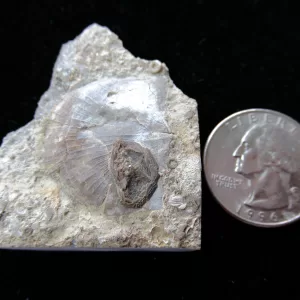 Genuine Ordovician Age Isorophusella Edrioasteroid From Canada For Sale #2