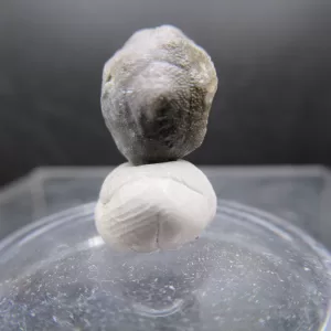 Malocystites Paracrinoid for Sale #1