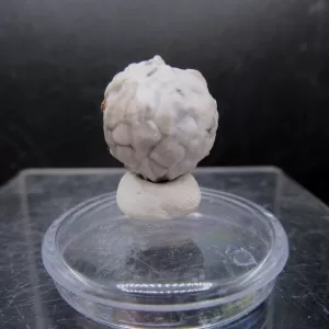 Malocystites Paracrinoid for Sale #10