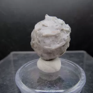 Malocystites Paracrinoid for Sale #12