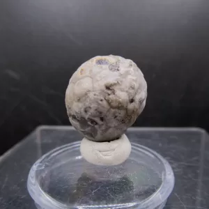 Malocystites Paracrinoid for Sale #13