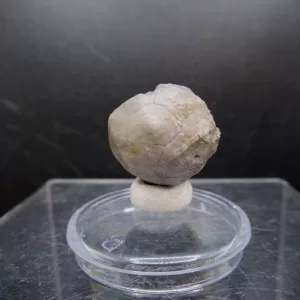 Malocystites Paracrinoid for Sale #14