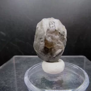 Malocystites Paracrinoid for Sale #15