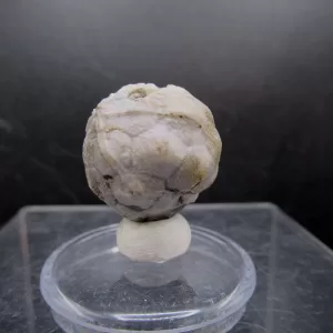 Malocystites Paracrinoid for Sale #16