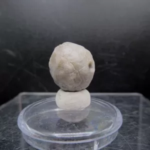 Malocystites Paracrinoid for Sale #17