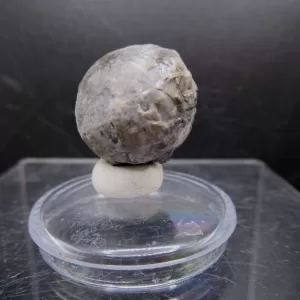 Malocystites Paracrinoid for Sale #18