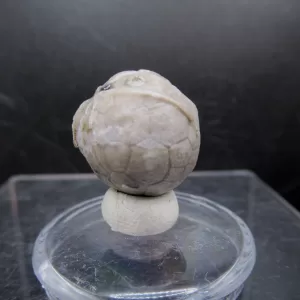 Malocystites Paracrinoid for Sale #19