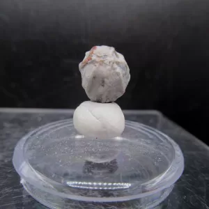 Malocystites Paracrinoid for Sale #3