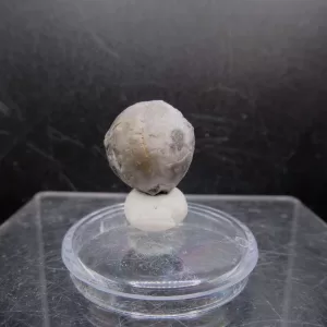 Malocystites Paracrinoid for Sale #5