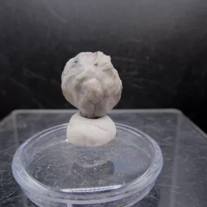 Malocystites Paracrinoid for Sale #6