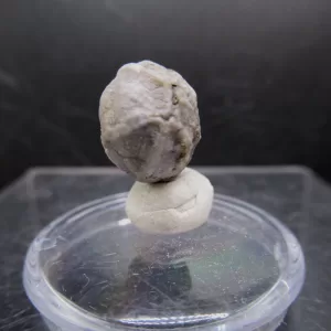 Malocystites Paracrinoid for Sale #7