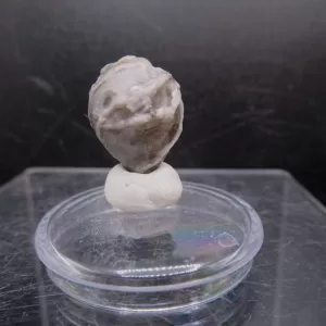 Malocystites Paracrinoid for Sale #8