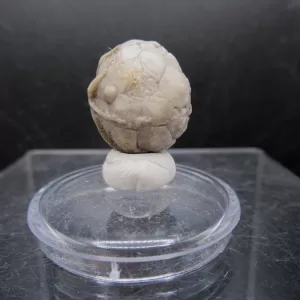 Malocystites Paracrinoid for Sale #9