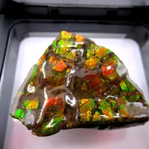 Genuine Cretaceous Age Gem Ammolite Ammonite Shell Specimen From Canada For Sale #2