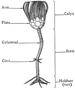 Dinotocrinus Crinoid