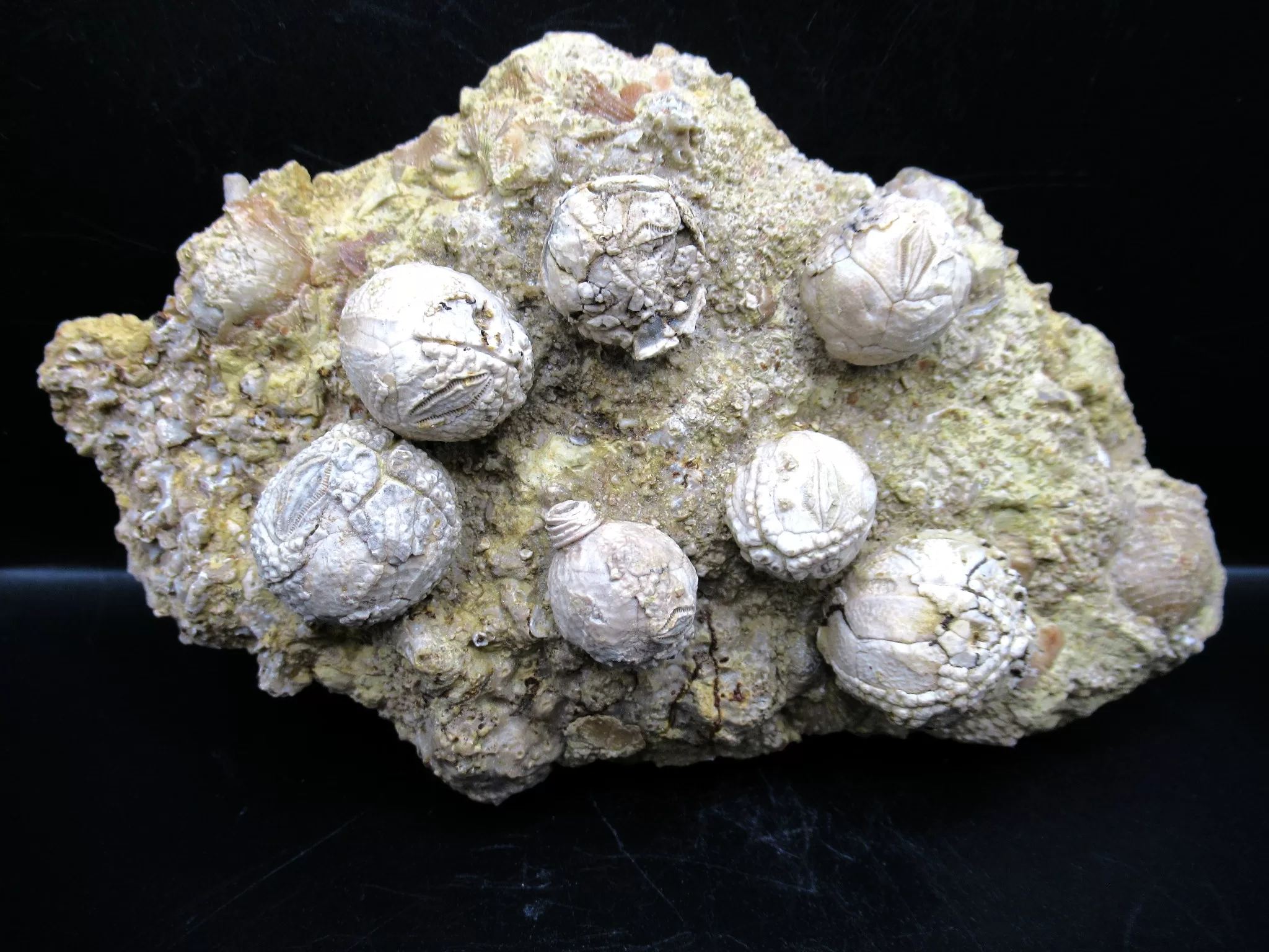 Devonian Iowa Strobilocystites Cystoid 11 | Fossils for Sale