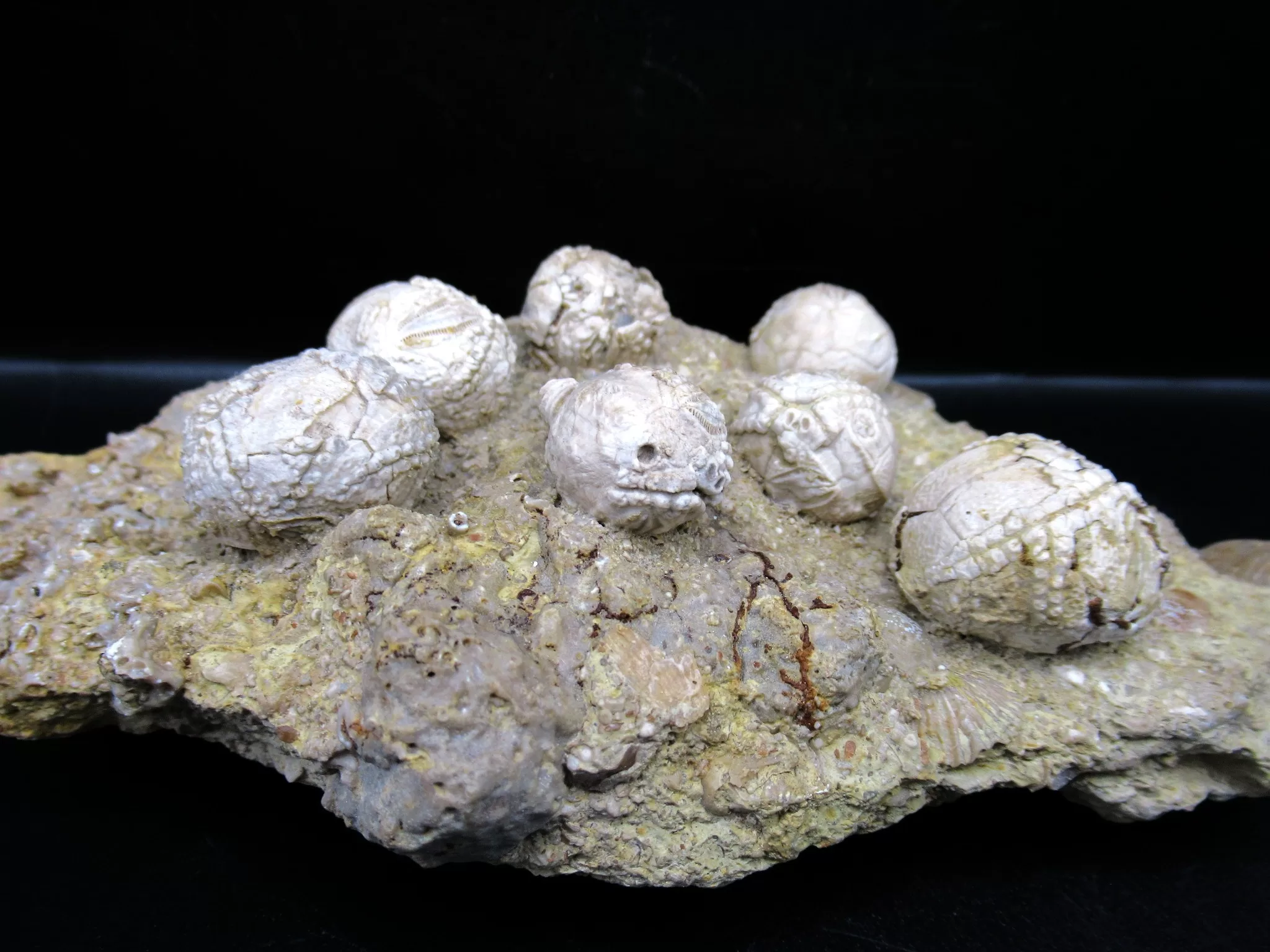 Devonian Iowa Strobilocystites Cystoid 11a | Fossils for Sale