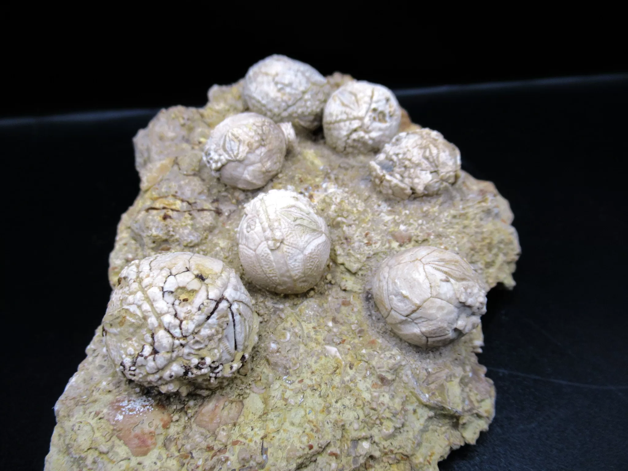 Devonian Iowa Strobilocystites Cystoid 11b | Fossils for Sale