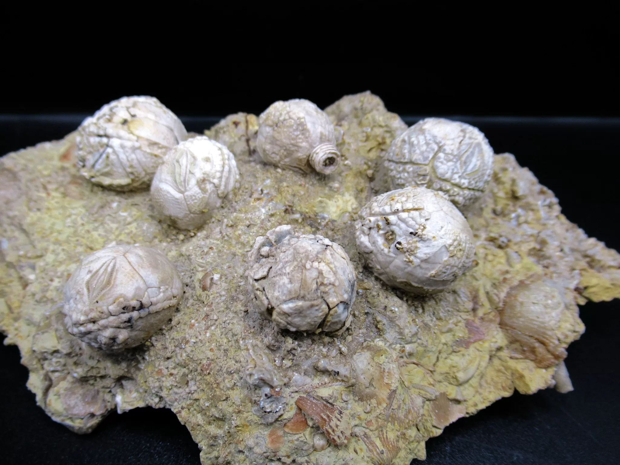 Devonian Iowa Strobilocystites Cystoid 11c | Fossils for Sale