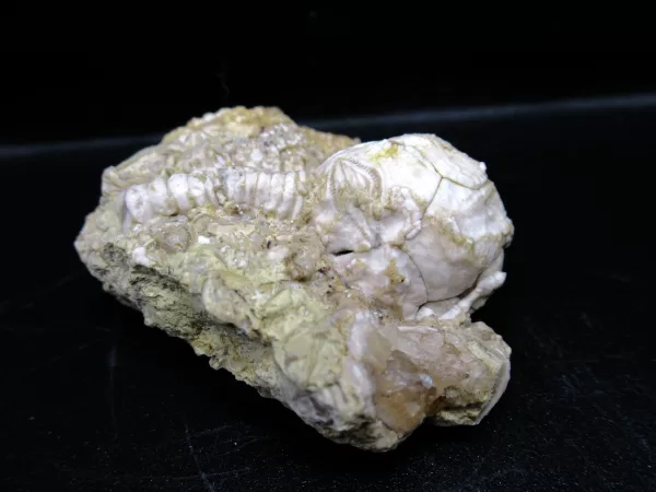 Strobilocystites calvini Cystoid #2 - Image 2