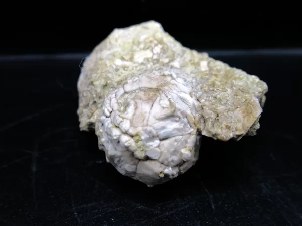 Strobilocystites calvini Cystoid #2 - Image 4