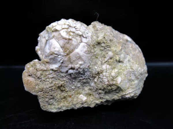 Strobilocystites calvini Cystoid #2 - Image 3