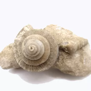 Genuine Mississippian Age Euomphalus Gastropod Fossil for Sale from Iowa # 2