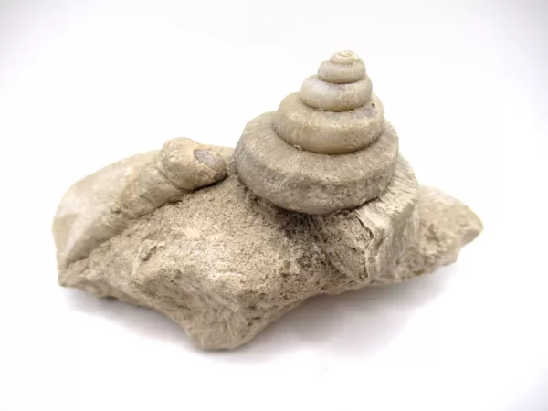 Genuine Mississippian Age Euomphalus Gastropod Fossil for Sale from Iowa # 2c