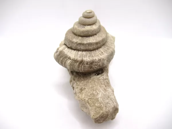 Genuine Mississippian Age Euomphalus Gastropod Fossil for Sale from Iowa # 2d