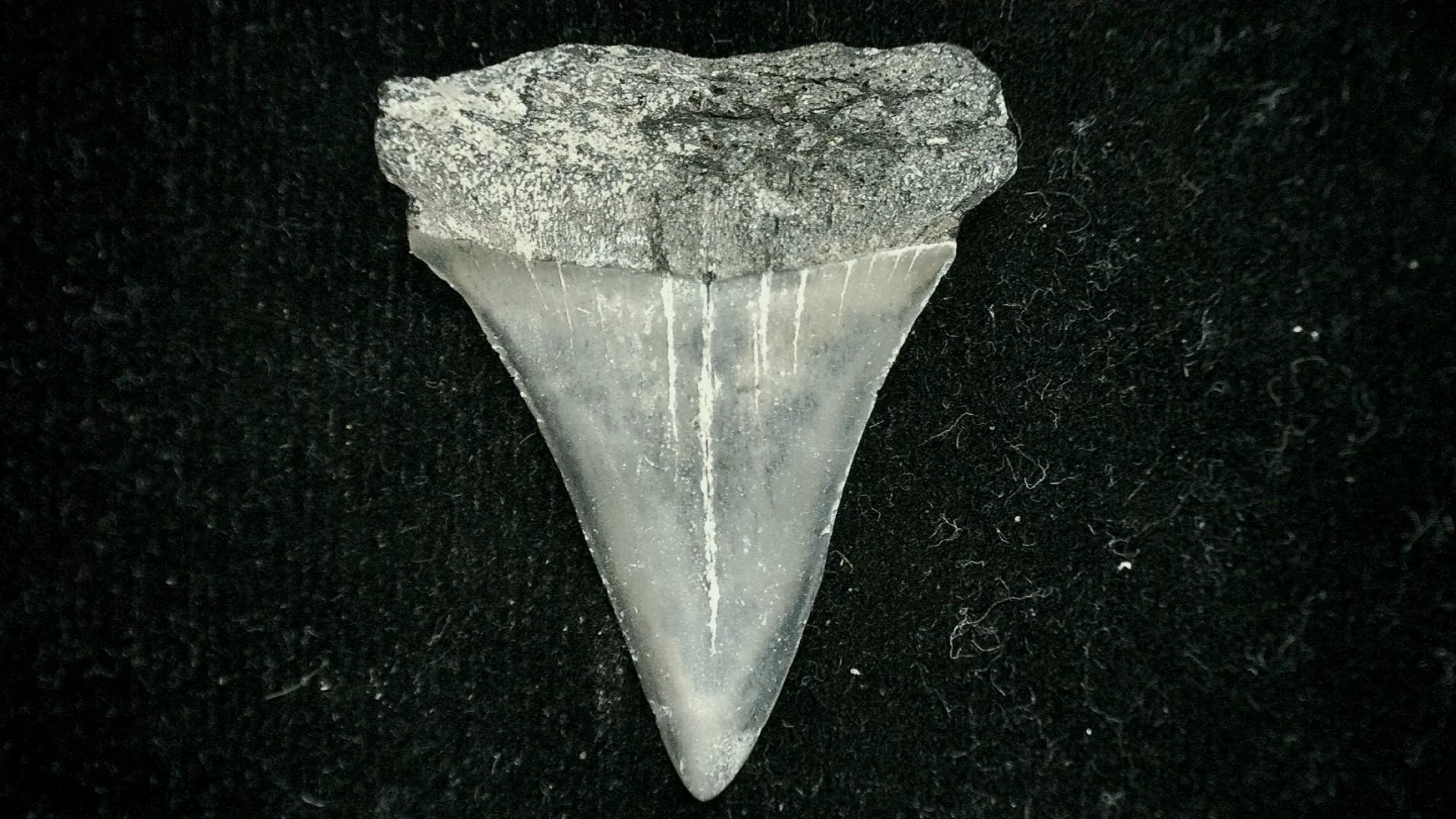 Modern Great White Shark Tooth #8