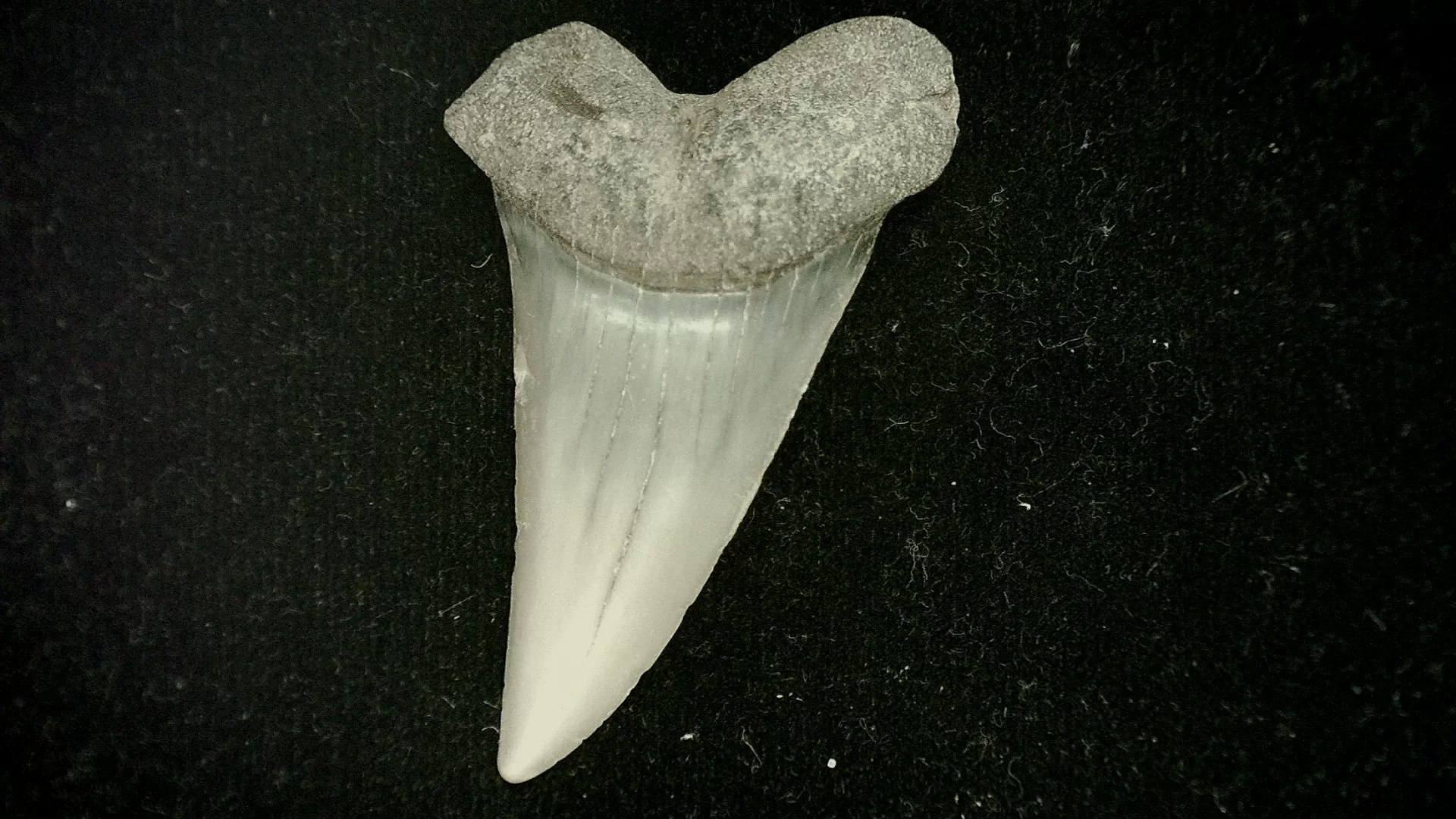 Cosmopolitodus Hastalis Shark Tooth #9 | Fossils For Sale