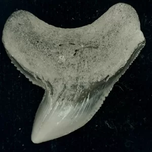 Genuine Miocene Age Galeocerdo cuvier Shark Tooth Fossil for Sale from Chesapeake Bay, Maryland #42