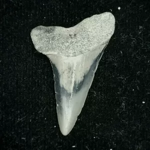 Genuine Miocene Age Isurus desori Shark Tooth Fossil for Sale from North Carolina #2