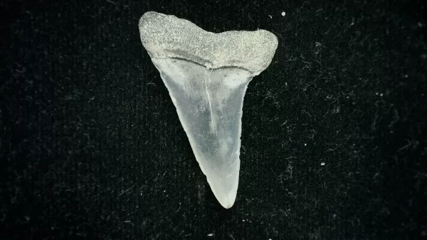 Genuine Miocene Age Isurus desori Shark Tooth Fossil for Sale from North Carolina #2a