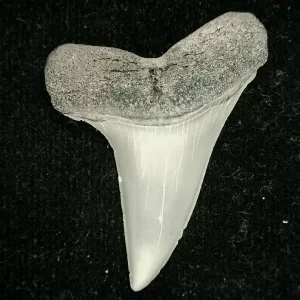 Genuine Miocene Age Isurus desori Shark Tooth Fossil for Sale from North Carolina #3