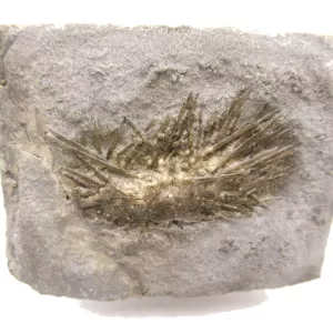 Genuine Mississippian Age Archaeocidaris Echinoid Fossil for Sale from Missouri #22