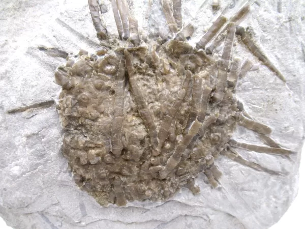 Genuine Mississippian Age Archaeocidaris Echinoid Fossil for Sale from Missouri #26b