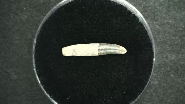 Genuine Miocene Age Dolphin Tooth Fossils From Lee Creek North Carolina For Sale #1