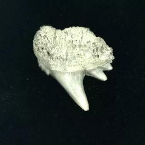 Genuine Miocene Age Hexanchus Shark Tooth Fossils From Lee Creek North Carolina For Sale #2